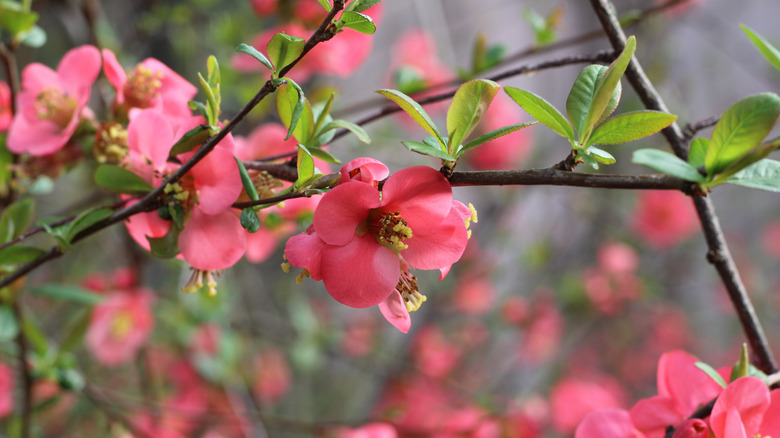 Flowering pink quince blooms on short bush stems before fruiting