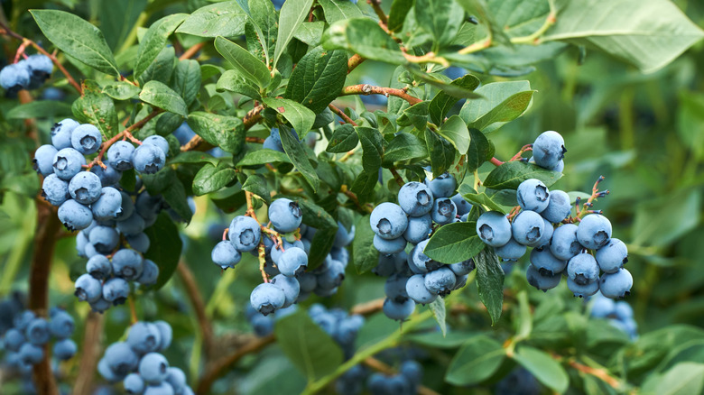 A blueberry bush with ripening fruit on dark green foliage