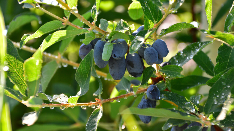 Ripening honeyberry on a branch that still is covered in dew
