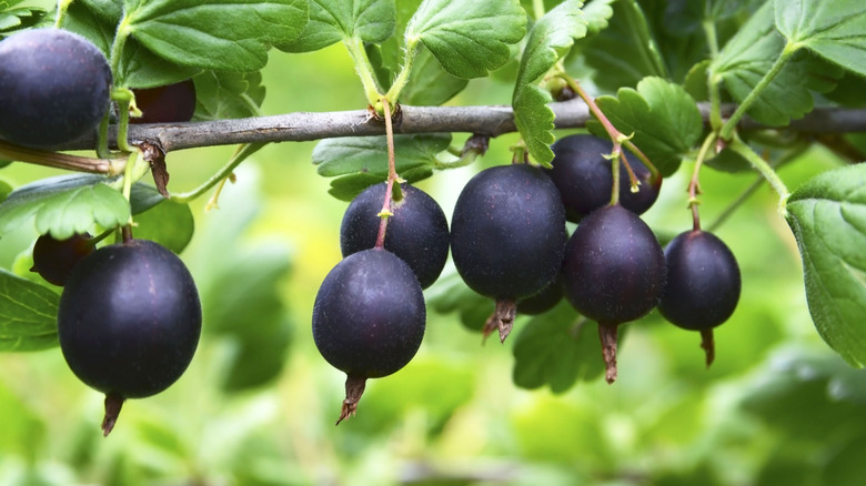 A branch of nearly ripened jostaberries hanging from a branch of the shrub
