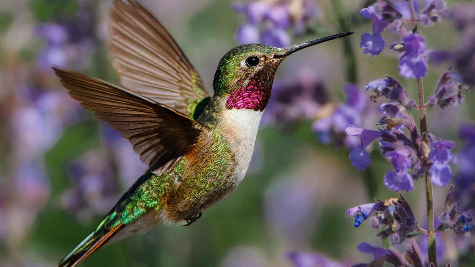 15 Edible Shrubs Hummingbirds Will Enjoy As Much As You