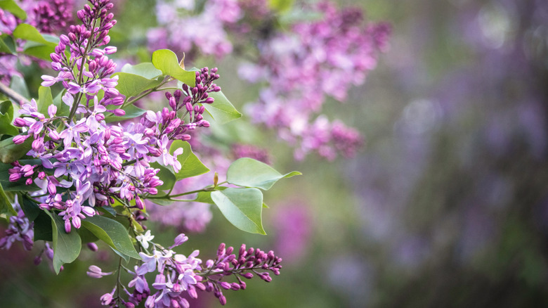 A light purple and fuchsia lilac bush in bloom