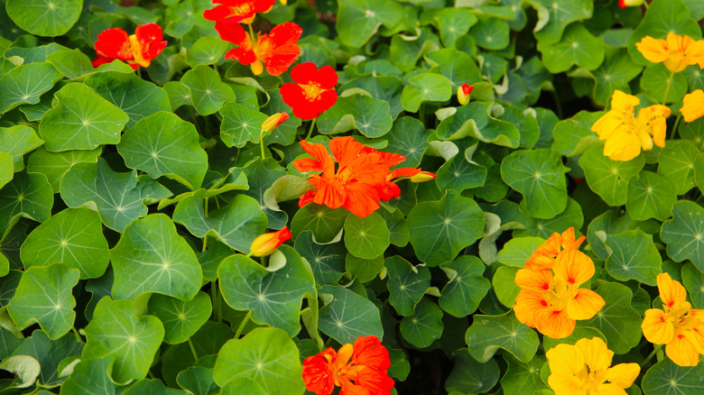 A flowering nasturtium bush in red and golden blooms with bright green leaves
