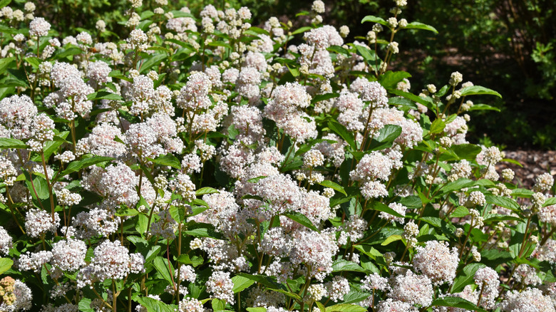 A mounding bush of New Jersey Tea featuring large clusters of white blooming flowers