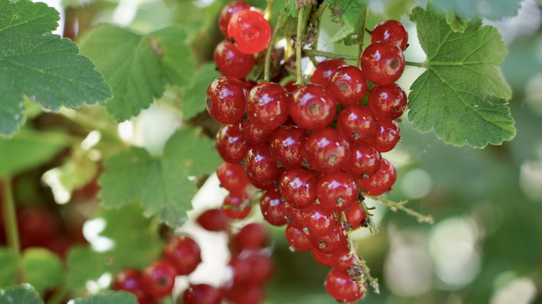 Bright red currants ripening on a bush with green leaves