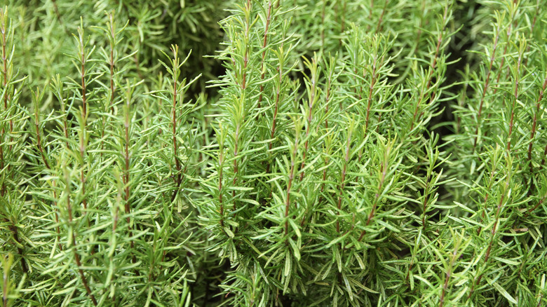 A rosemary bush