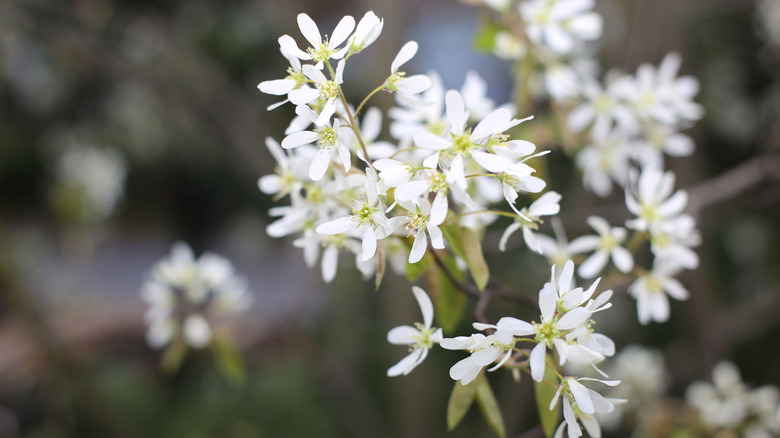 A flowering branch of serviceberry flowers