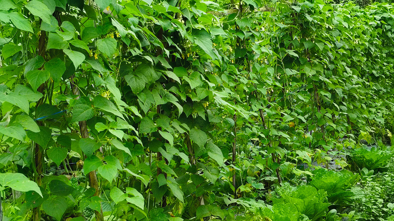a row of thickly planted green pole beans growing up their supports