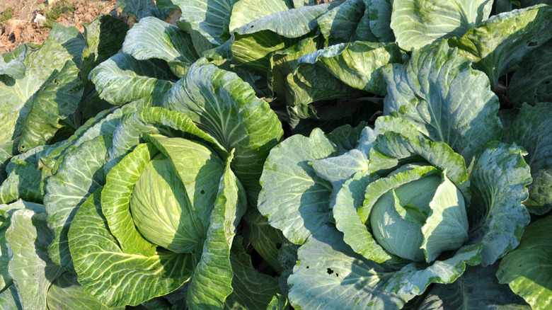 green cabbages growing close together in a densely-packed garden bed