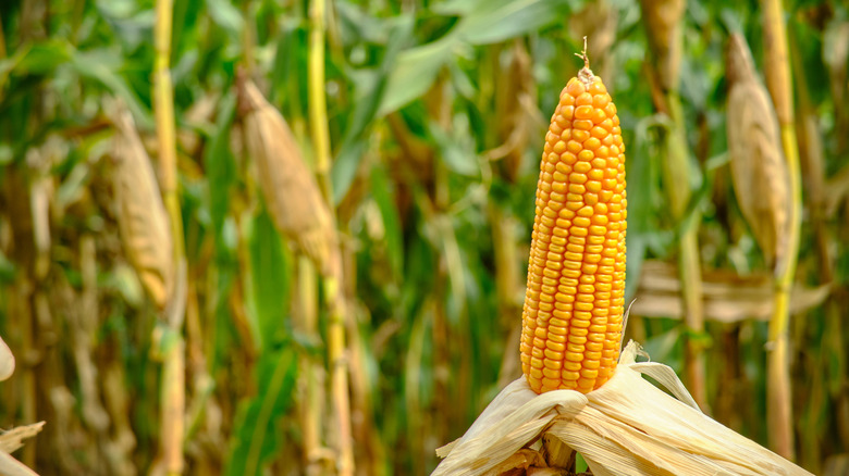 dent or "feed" corn, on the stalk, standing in a field
