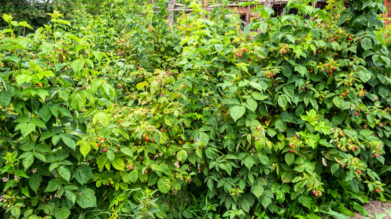 raspberry canes growing thickly in a home garden, filled with ripe and ripening berries