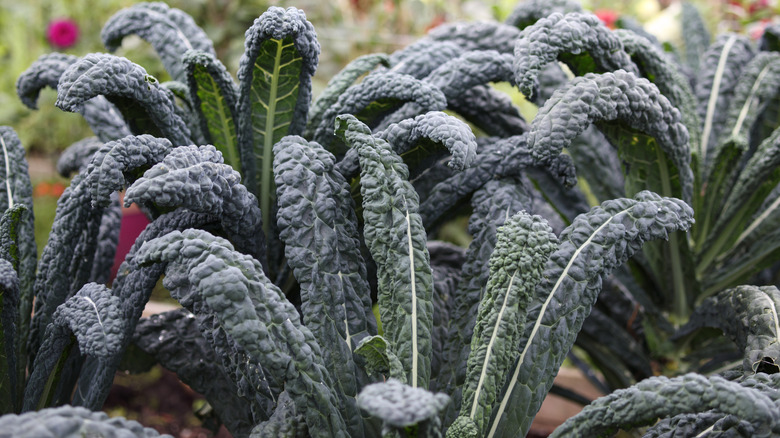 a bed of dark-colored "dinosaur" or Tuscan kale, growing in a home garden