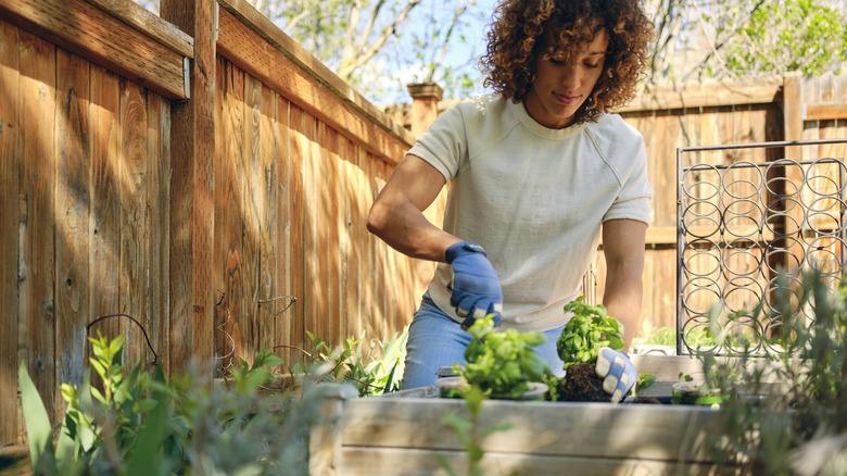 young woman with curly brown hair, in a white shirt and jeans, planting herbs in a raised bed in a fenced suburban back yard
