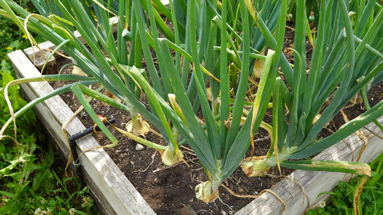 densely planted onions growing in a raised bed in a home garden