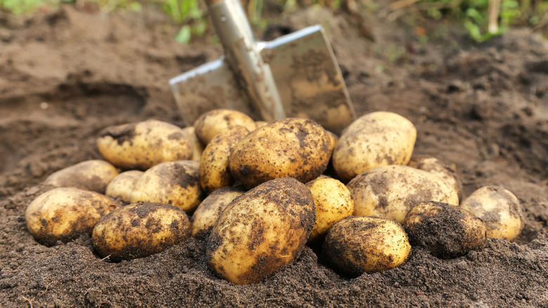 close-up image of a mound of freshly dug potatoes, sitting on brown soil, with a garden spade visible behind them in soft focus