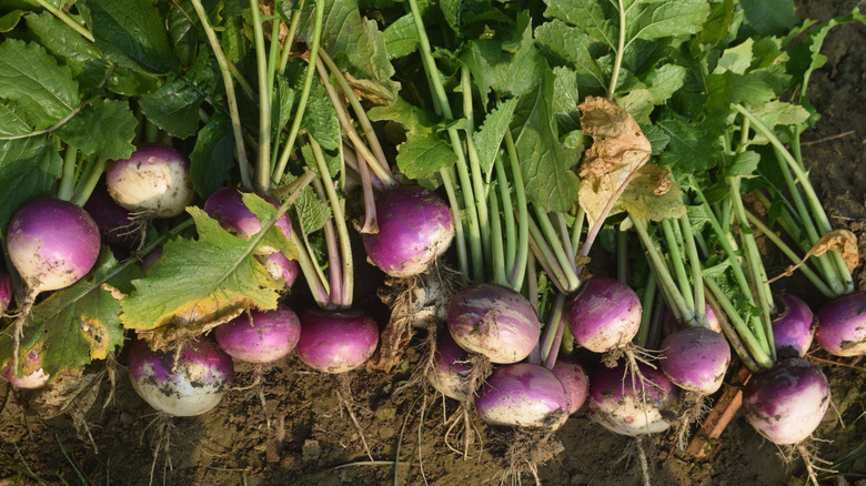 newly-harvested turnip roots, with their tops still attached, resting on freshly-turned brown soil