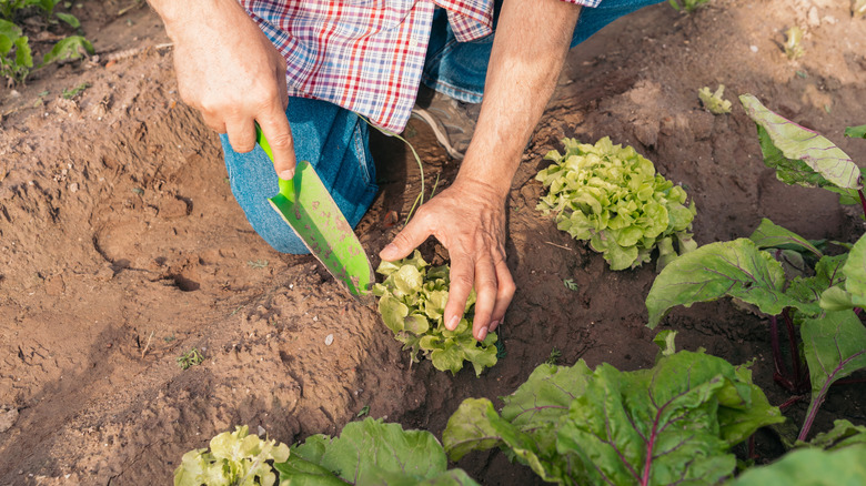 male gardener transplanting lettuce seedlings into a garden bed, next to what appears to be chard or beet tops