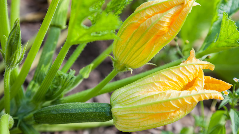 a close-up image of zucchini blossoms growing on the vine, with a female blossom and small fruit in the foreground, and a male blossom immediately behind