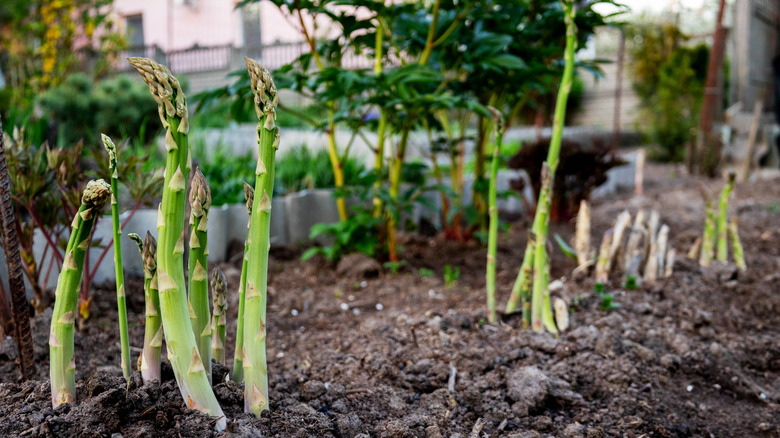 spears of asparagus growing in a home garden