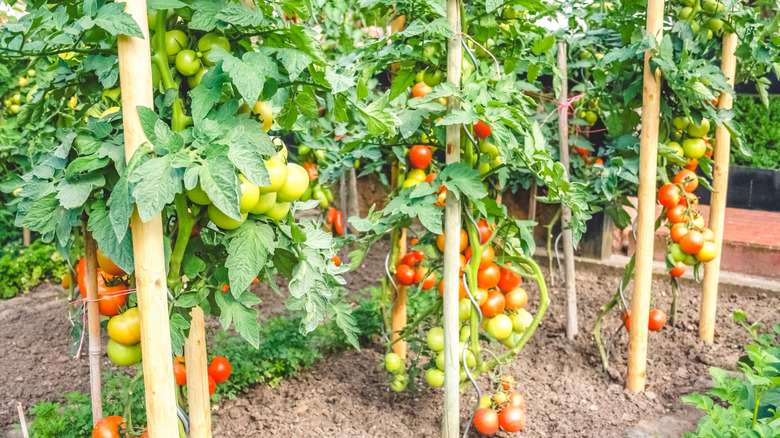 well-staked tomato plants in a garden, heavily burdened with a ripening crop of tomatoes