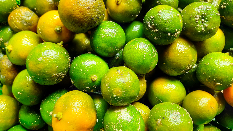 A close-up on a pile of calamansi fruits, which are roughly the size of small limes and come in hues of yellow and green.