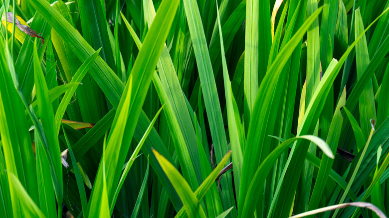 A close-up on the long, thin, green leaves of a pandan plant.