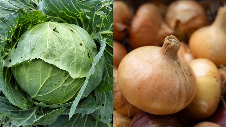 Close up of a cabbage on the left and onions on the right
