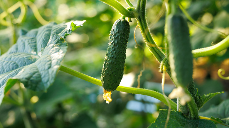 A small crop of growing cucumbers with their flowers still attached.