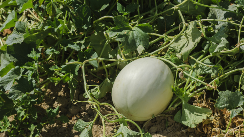 A honeydew melon still ripening on the vine in a small garden.