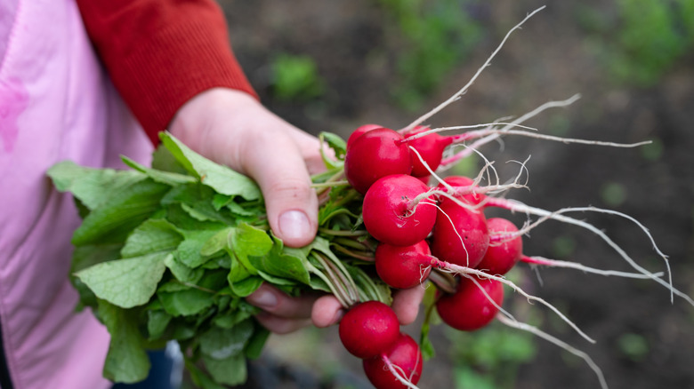 Someone in the garden has harvested a handful of bright red radishes and is carrying them.