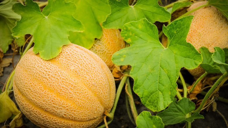 Ripe cantaloupes growing in the garden and ready to be harvested.