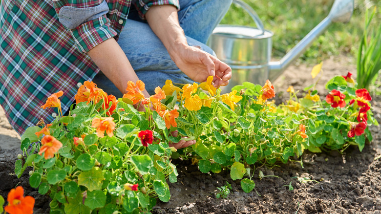 A gardener in a flannel shirt with water pitcher is tending to a few mixed colors of nasturtium plants in the garden.
