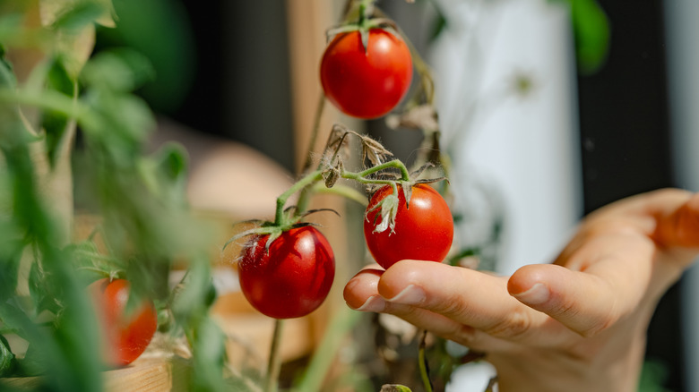 A hand touching a small cherry tomato that is still hanging on the vine with other bright red fruits.