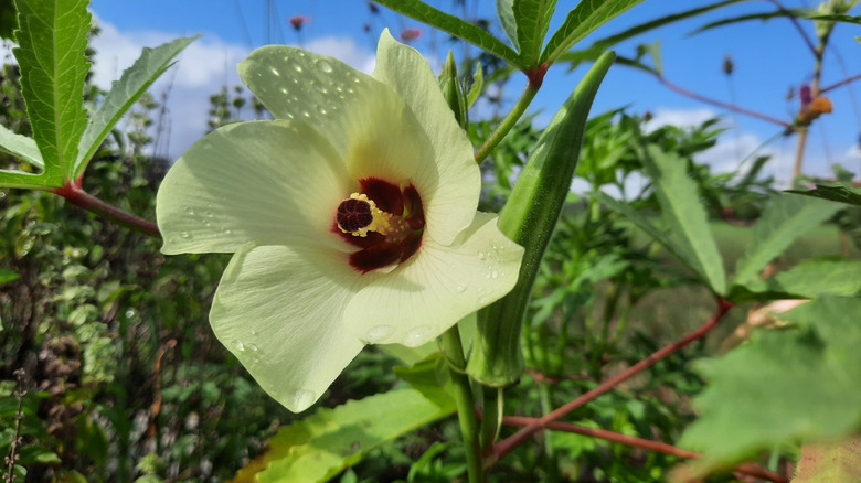 The beautiful bloom of an okra plant with a young fruit almost ready to pick right behind it.