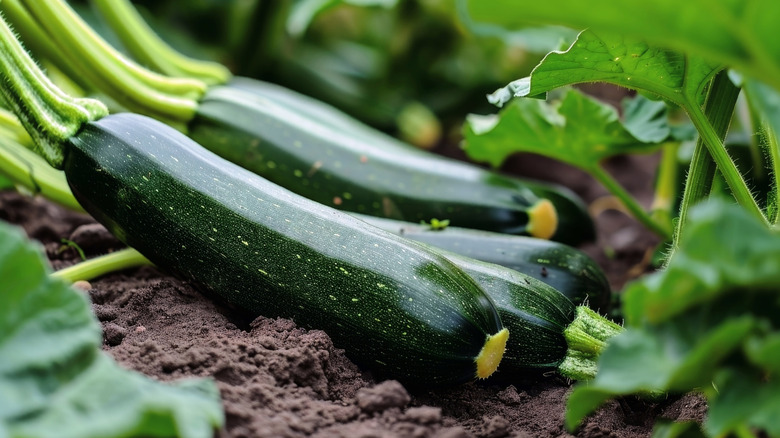 A small garden of dark green zucchini resting in the soil.