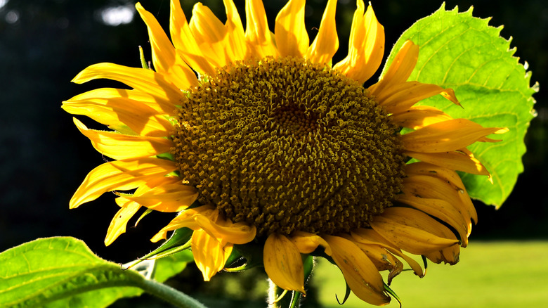A full grown mammoth sunflower in a garden.