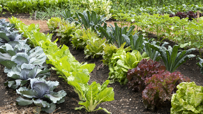 A variety of lettuce growing in a garden, ready to harvest.