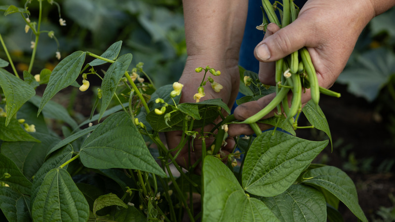 Hands harvesting green bush beans from a new plant that is just starting to germinate.
