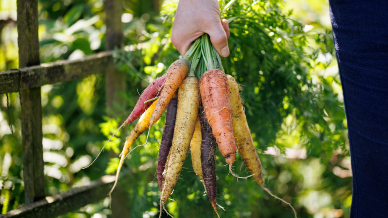 Someone has collected a handful of rainbow mix colored carrots from a garden in the background.