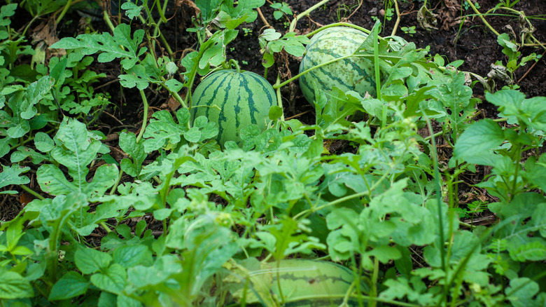 A young watermelon plant that is just beginning to bear young fruit.