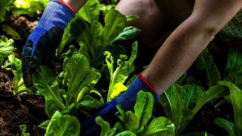 Garden gloved hands harvesting a romaine lettuce patch of garden.
