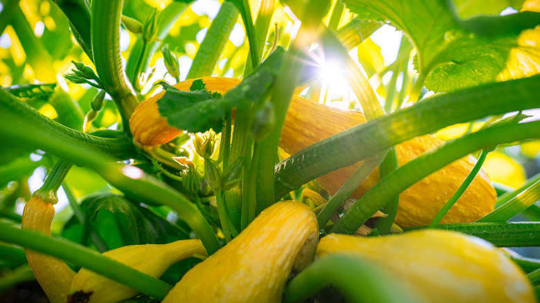 The sun shining through some small blooms of yellow crookneck squash plants.