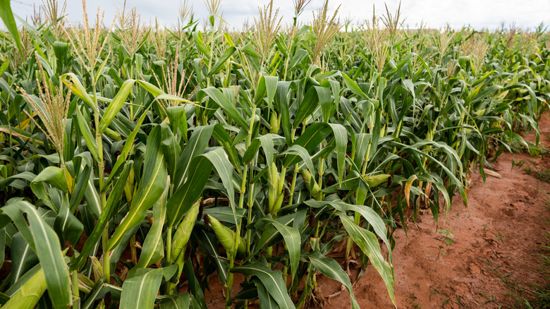 Fresh corn growing in a field