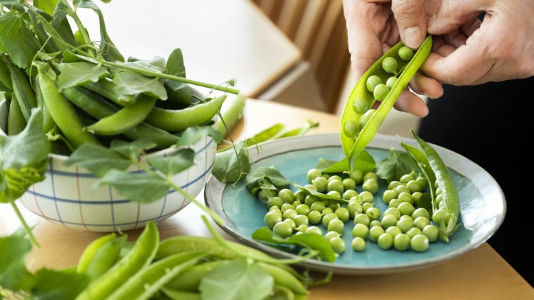 Fresh peas being removed from the pod