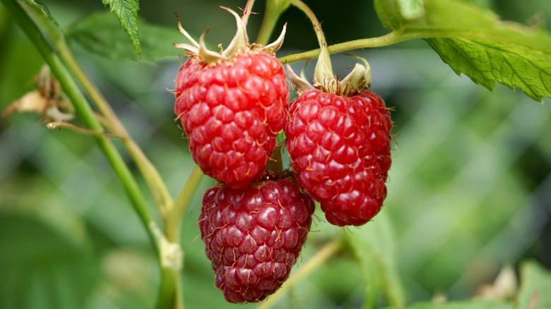 Fresh raspberries grown on a bush
