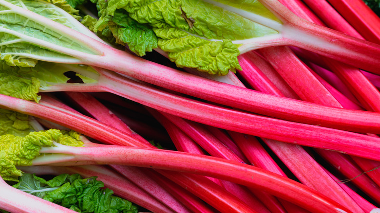 Pile of bright red rhubarb with leaves