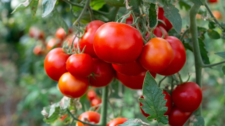 Tomatoes growing on the vine
