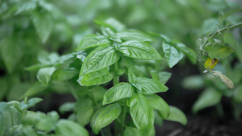 A close up of a basil plant with healthy looking leaves, ready to be picked