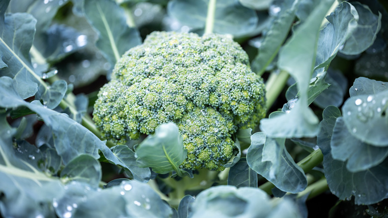 A close up of a broccoli head, showing how it grows in the middle of its dense foliage