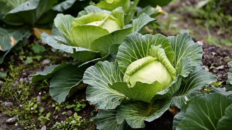 A row of cabbage plants with healthy growth and ready to be harvested